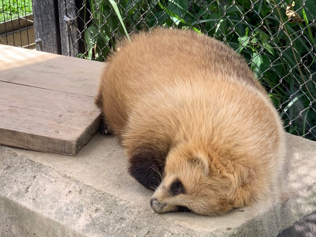 アナグマ