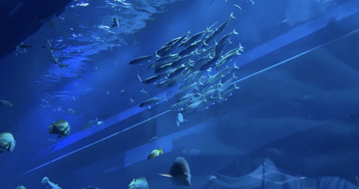 DMMかりゆし水族館